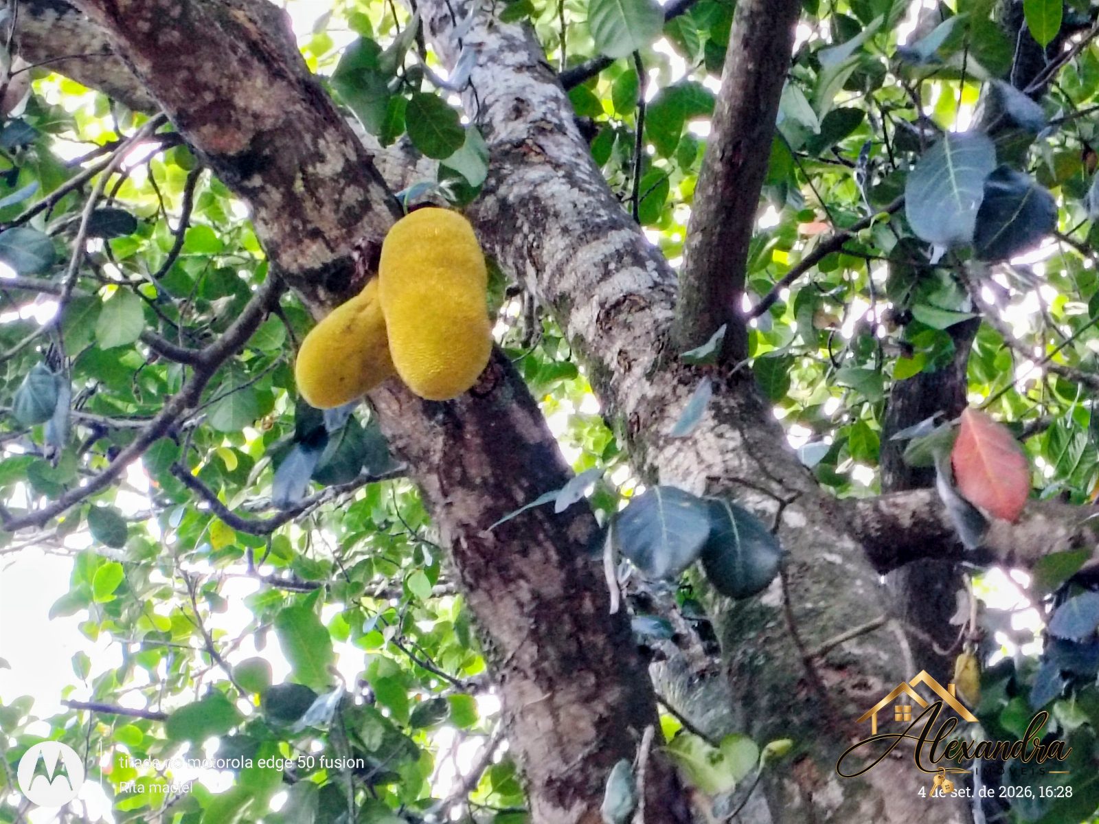 CHÁCARA A VENDA em GUARAPARI - SAMAMBAIA — foto 34