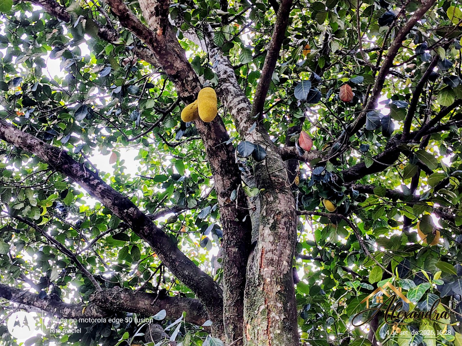 CHÁCARA A VENDA em GUARAPARI - SAMAMBAIA — foto 35