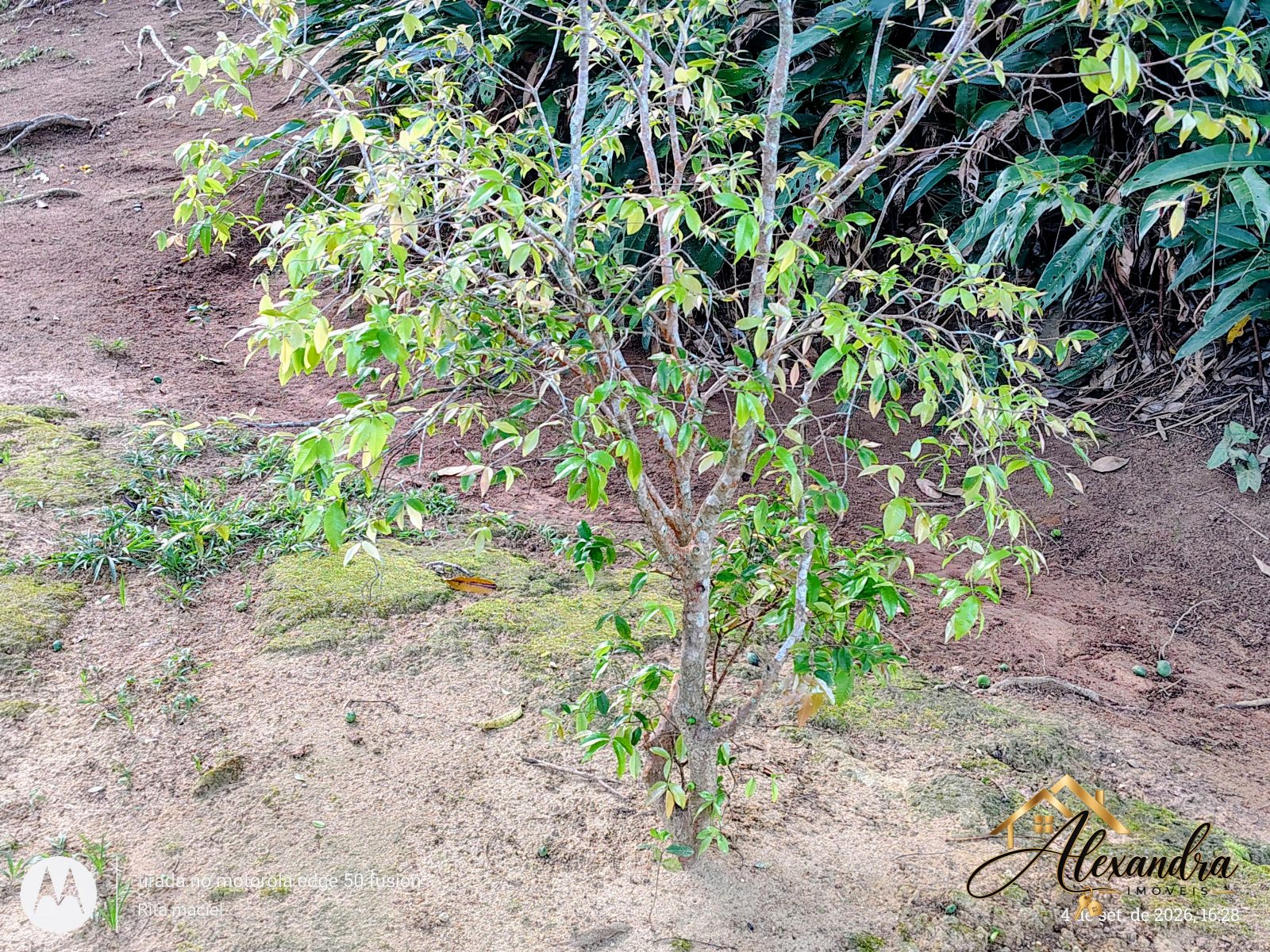 CHÁCARA A VENDA em GUARAPARI - SAMAMBAIA — foto 44