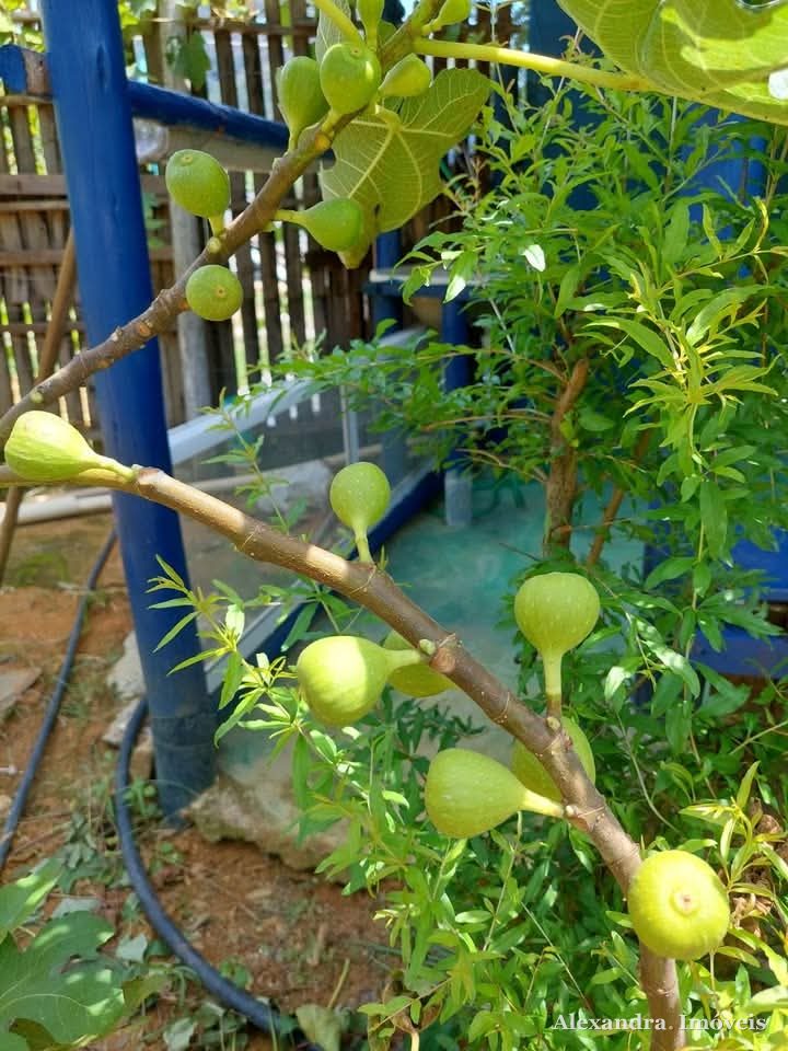 🌿 Excelente Chácara à venda em Guarapari - ES — foto 9