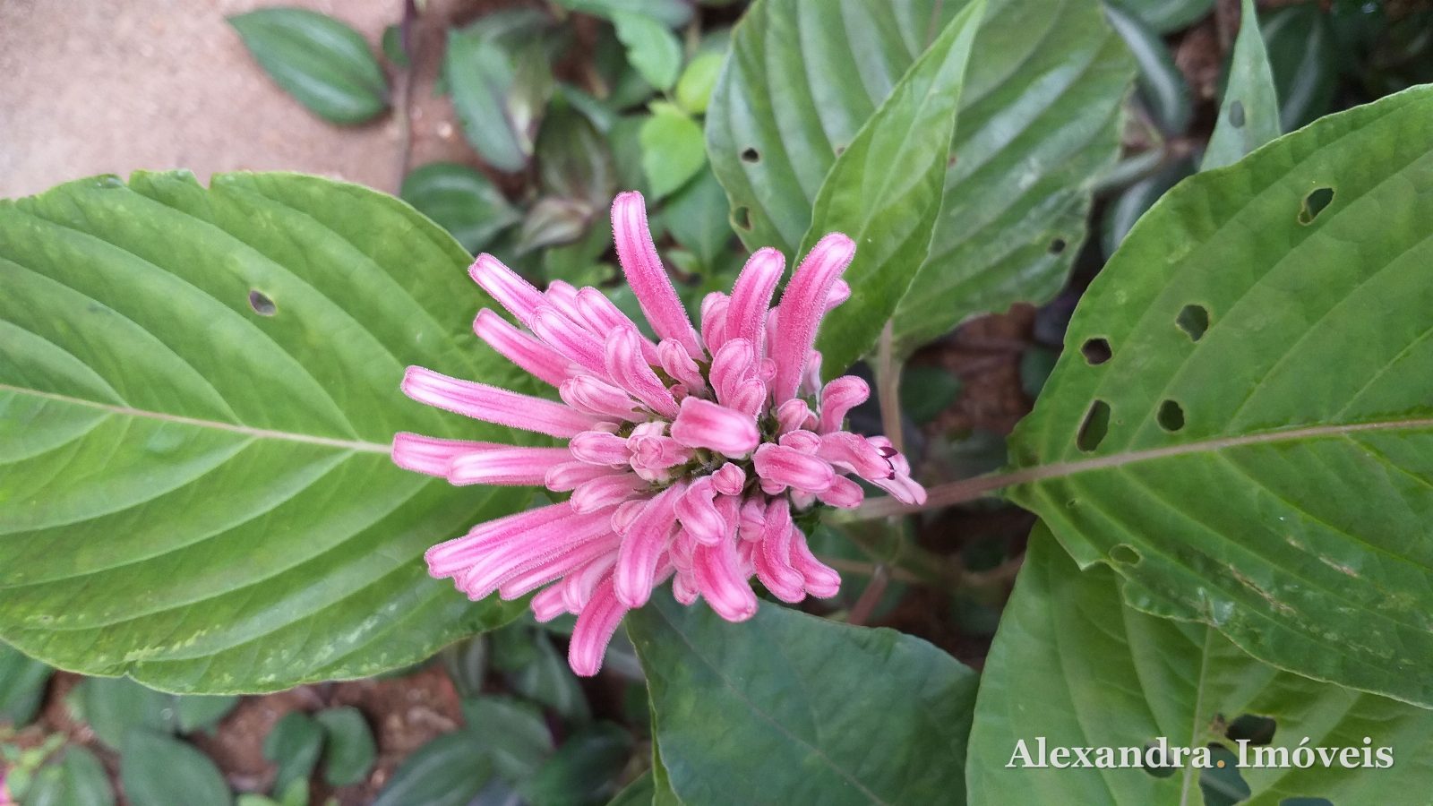 OPORTUNIDADE IMPERDÍVEL: CASA